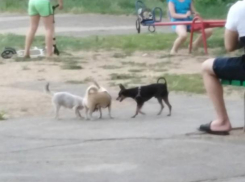 Волжанка сфотографировала гуляющих на детской площадке собак
