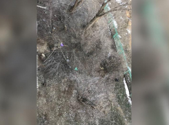 Придомовую территорию в Волжском не убирают уже на протяжении нескольких лет