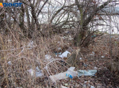 Волжане признались в интересе к проблемам СНТ