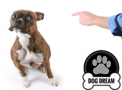 Ветеринары советуют натуральные продукты для долголетия собаки