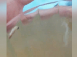 Волжские школьники пообедали червяками