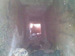 Волжане спасают собаку, родившую в сточной трубе 13 щенков