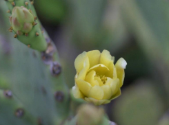 В Волжском детском ботаническом саду высадят кактусы