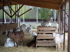 Начинающие фермеры получат гранты на развитие