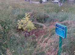 В Аллею позора превратился сквер с деверьями ценных пород в Волжском 