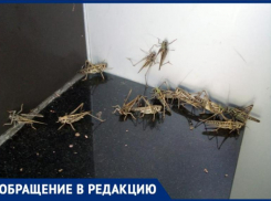 «Насекомое уничтожающее города уже в Волжском»,- волжанка рассказала о нашествии саранчи