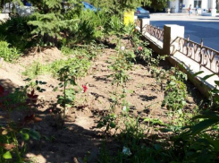 Волжанин подарил городу розы