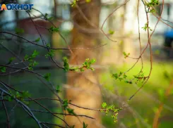 Защититься от нечисти можно с помощью крапивы