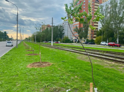 В Волжском продолжают высаживать молодые деревья и кустарники