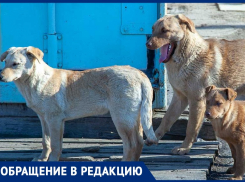«Прекратите кормить собак!», - обратилась волжанка к жителям города