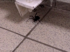 В Сбербанк на юге Волгограда заполз каракурт 