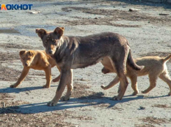 Еще 2 миллиона готовы вложить в Волжском на отлов бродячих собак