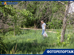 Озеленение решили отложить: Волжский превращается в дикие дебри сухостоя
