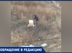 В Волжском животных выбрасывают на верную смерть: видео