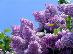 Ботанический сад в Волжском зацвёл разными сортами сирени