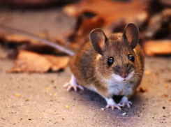 В России создают гуманизированных мышей для испытания вакцины против COVID-19