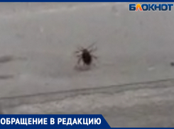 «Забираются аж до восьмого этажа»: Волжане борются с нашествием тараканов
