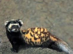 Степного скунса можно встретить недалеко от Волжского