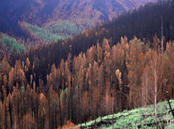 Пожар в Чернобыльской зоне отчуждения потушил дождь