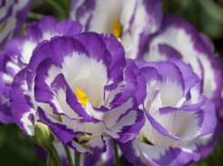 Волжанам рассказали о «королеве июля»