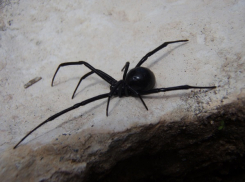 Волгоградцы все чаще сталкиваются со смертельно опасными пауками в черте города