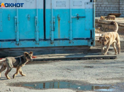 Больше 1,5 миллионов рублей выделят на работу с бездомными животными в Волжском