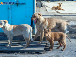 В Волжском определили перечень мест, где нельзя подкармливать собак