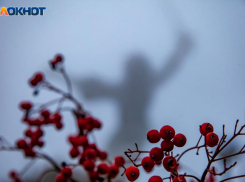 Как спасти урожай ягод от птиц? Секреты для волжских огородников