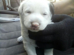 Хвостатые брат и сестра ищут дом