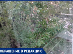 В Волжском ветки лезут на балкон, насекомые атакуют квартиру, а УК бездействует