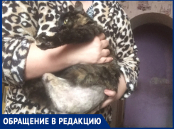 «Нелюдь травил собаками кошку», - волжанка 
