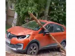 На припаркованный во дворе Волжского автомобиль упало дерево