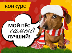 «Блокнот Волжского» объявляет о старте конкурса «Мой пес самый лучший»