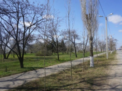 В Волжском высадили более 2 000 кустарников и деревьев