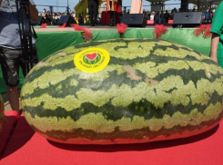 Волжане в шоке: назван вес самого большого арбуза, выращенного в Волгоградской области