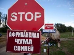 Африканская чума свиней угрожает фермерам из Волжского