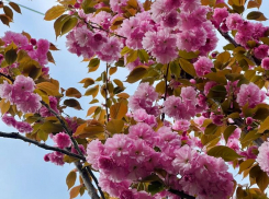 Весна принесла двойную волну аллергии