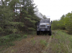 В Волгоградской области обработают 3,6 тысяч га леса для защиты от вредителей