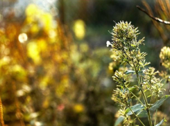  В понедельник во всю разгуляется бабье лето