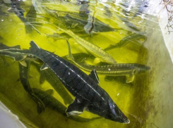 На городском пляже Волжского водились огромные осетры, - волжанин