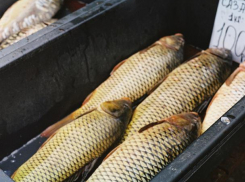 На волжском рынке торговали рыбой и раками сомнительного происхождения