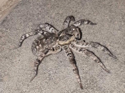 Тарантул заполз к волжанке «на огонек»