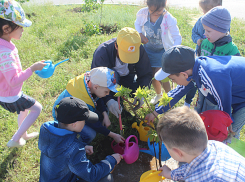Малыши из детсадов помогли высадить две сотни цветов у ФОКа «Авангард» в Волжском