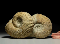 Волжан пригласили на встречу с российским палеонтологом 