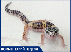 «Как приручить геккона», - волжанка рассказала о содержании экзотов