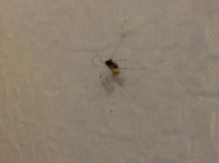 Паука-хвастунишку с жертвой застукала волжанка