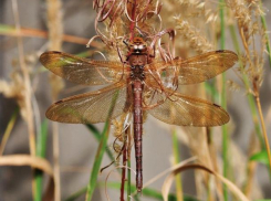 Коромысла в Волгоградской области находятся под охраной