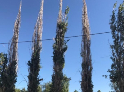 Сухие тополя, нависающие над проезжей частью, угрожают жизням волжан