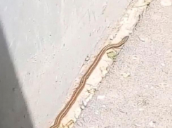 Массовое «наступление» змей на город Волжский