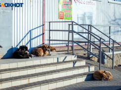 Бездомные собаки «захватили» сетевой магазин в Волжском